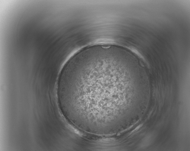 X0000067491325200604150032