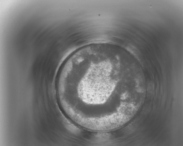 X0000067491466200604150029