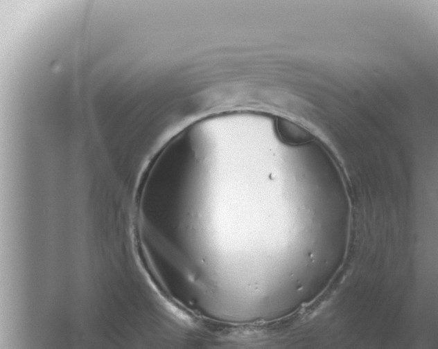 X0000067491525200604150029