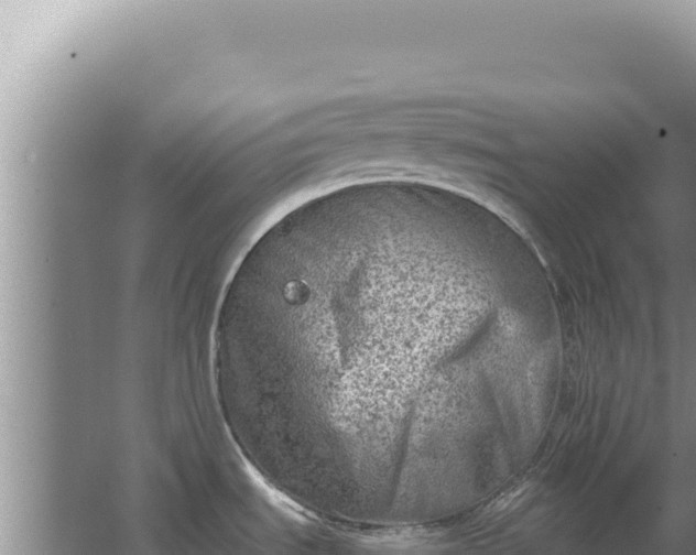 X0000067491535200604150029