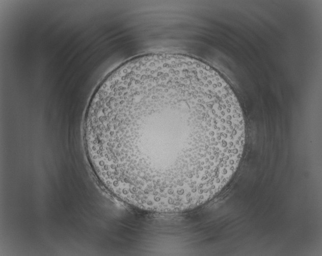 X0000067490856200604211657