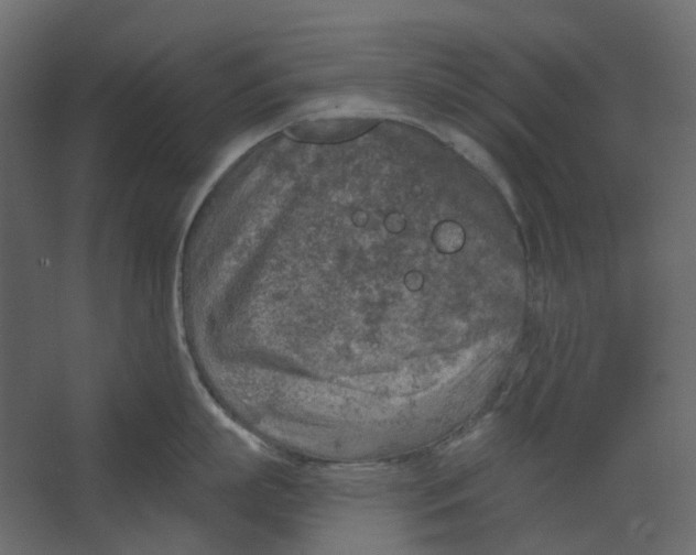 X0000067490863200604211657