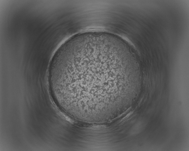 X0000067491325200604211649