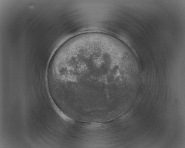 X0000067491482200604211646