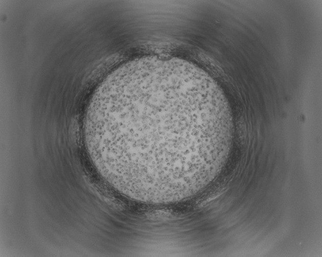 X0000067490594200604281519