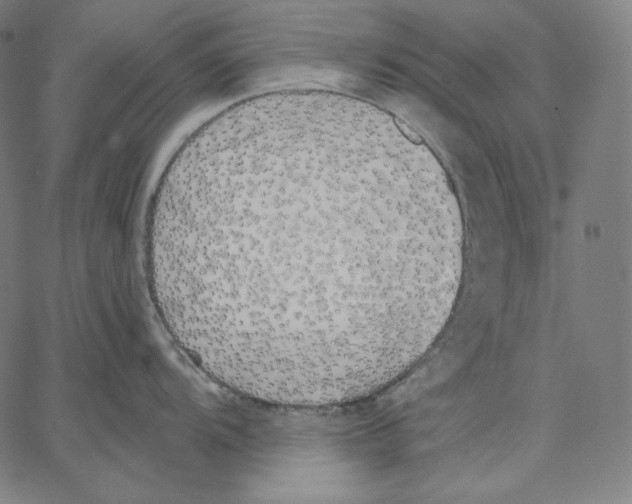 X0000067491104200604281510