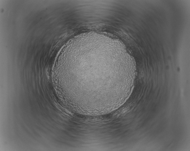 X0000067491106200604281510