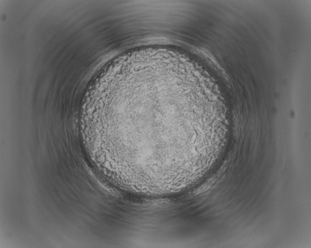 X0000067491225200604281509