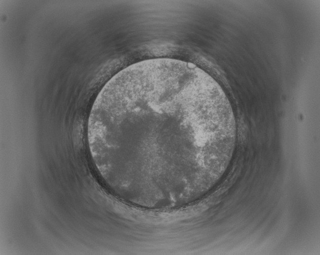 X0000067490018200605051749