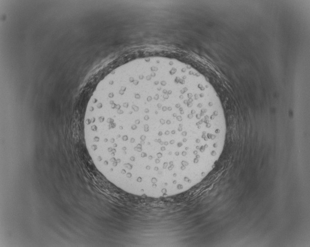 X0000067491207200605051729