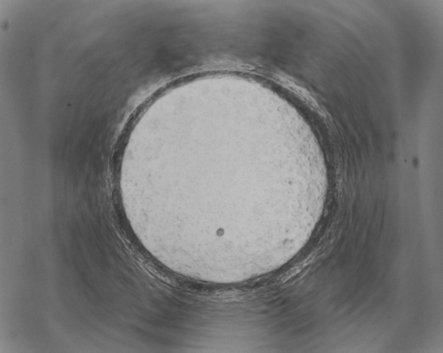 X0000067491264200605051729