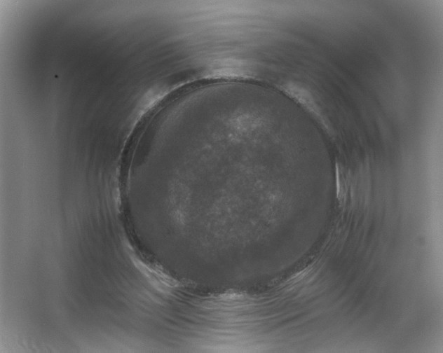 X0000067500204200604071235