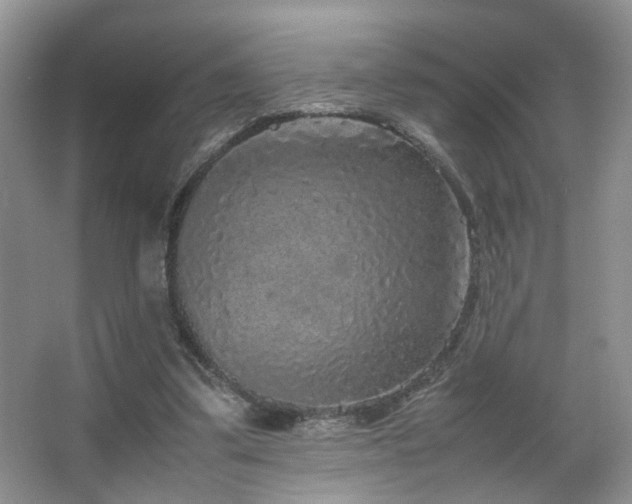 X0000067500299200604071233