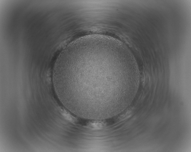 X0000067500466200604071231