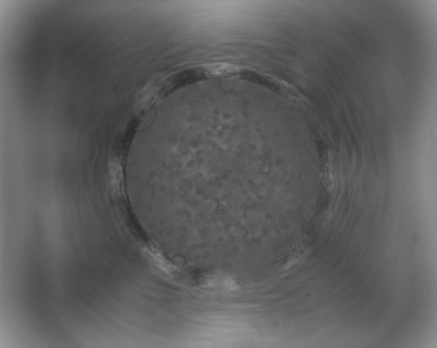 X0000067500523200604071229