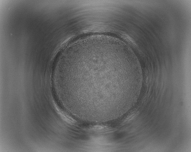 X0000067500542200604071229