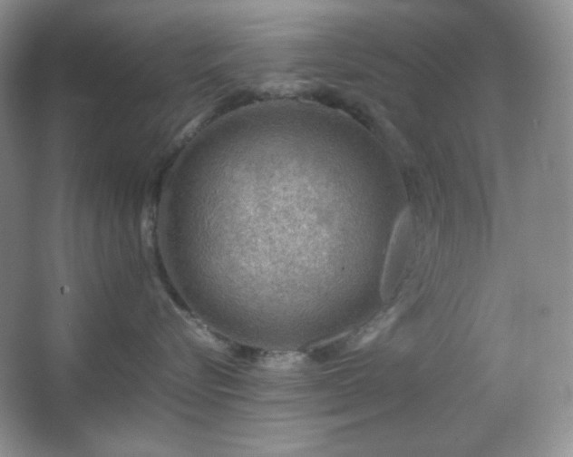 X0000067500576200604071229