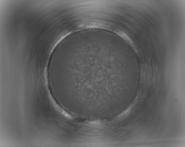 X0000067500798200604071225