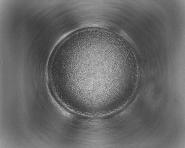 X0000067501028200604071221