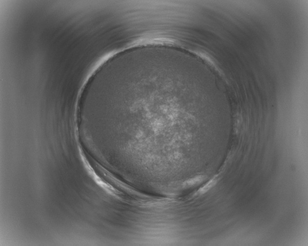 X0000067501038200604071221