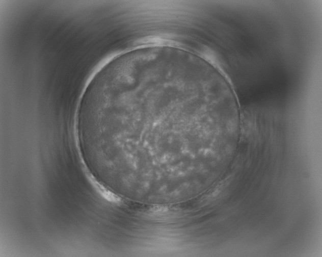 X0000067501098200604071220