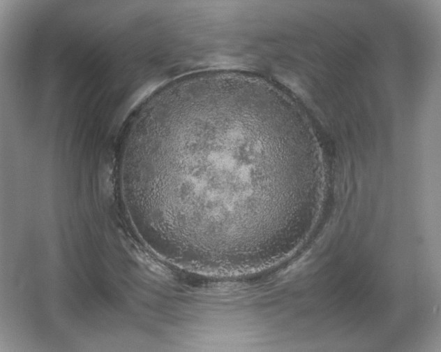 X0000067501163200604071219