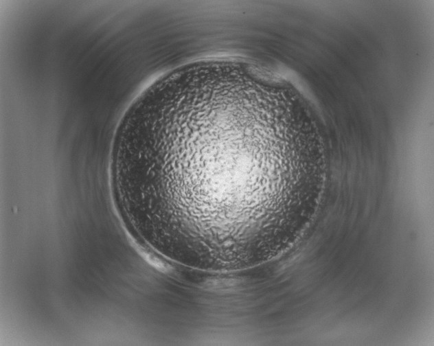 X0000067501237200604071218