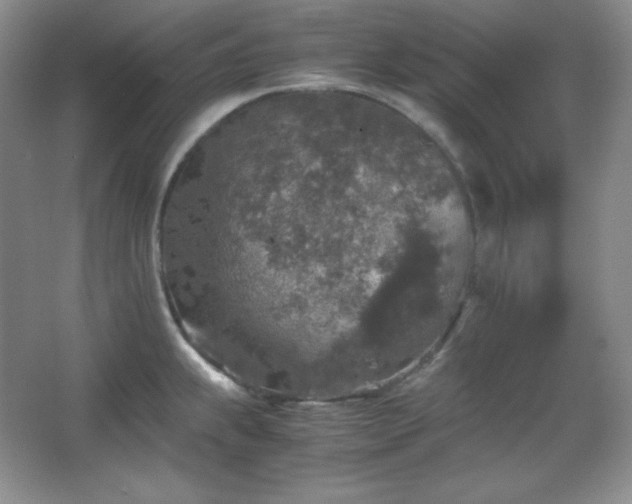 X0000067501239200604071218