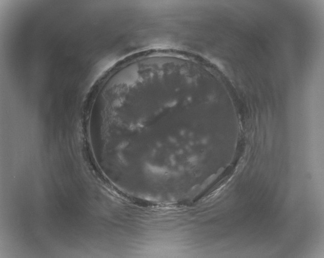 X0000067501263200604071217