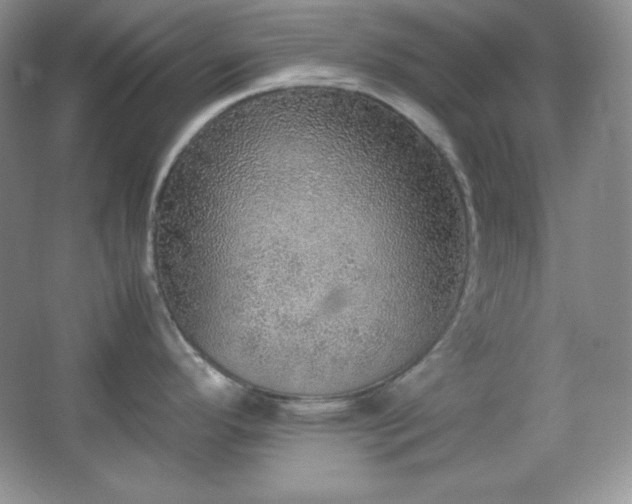 X0000067501296200604071216