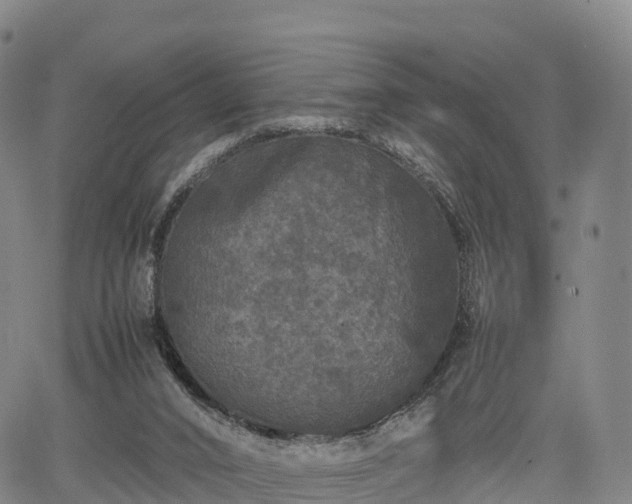 X0000067500016200604101242