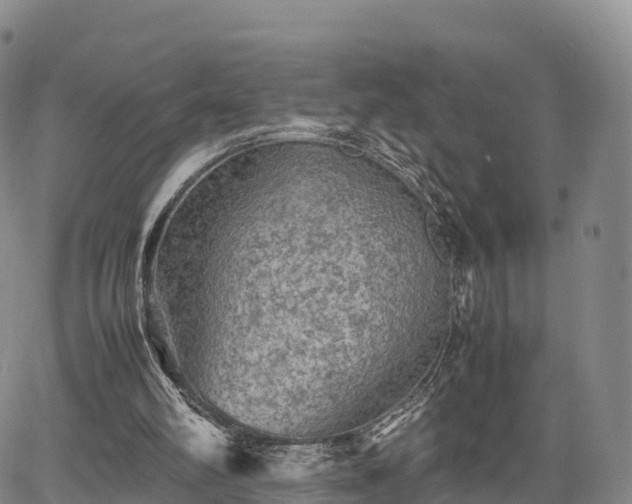 X0000067500102200604101240