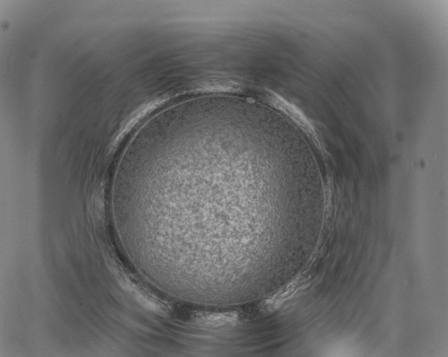 X0000067500155200604101239