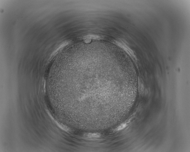 X0000067500157200604101239