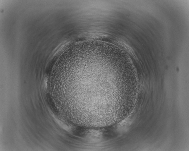 X0000067500166200604101239