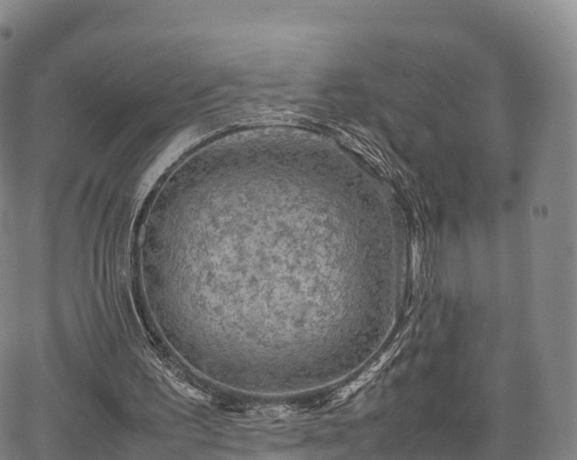 X0000067500195200604101239