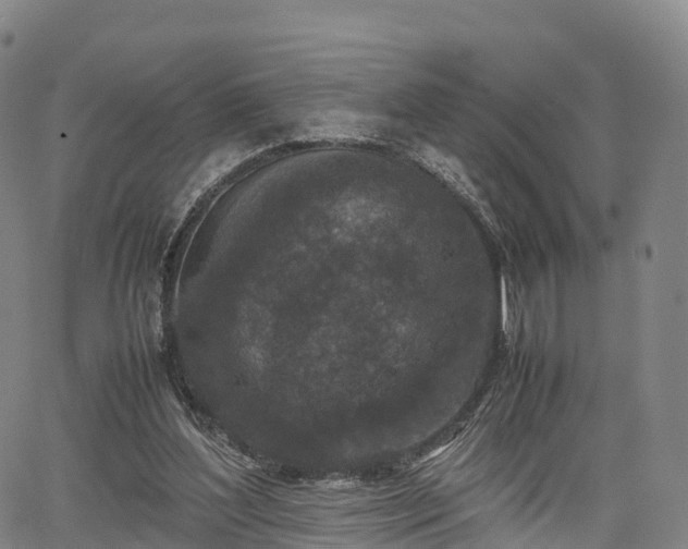 X0000067500204200604101239