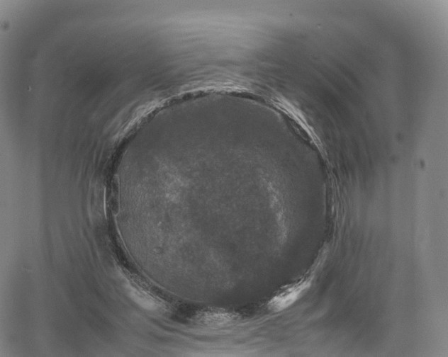 X0000067500205200604101239