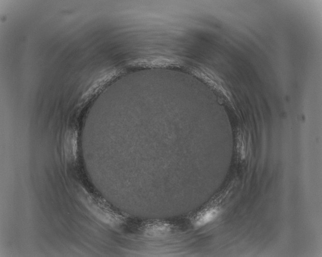 X0000067500206200604101239