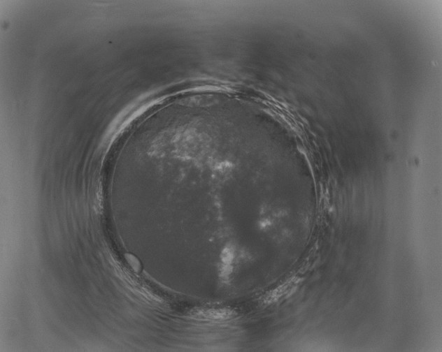 X0000067500247200604101237