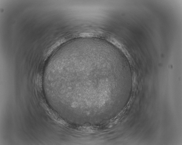 X0000067500297200604101237