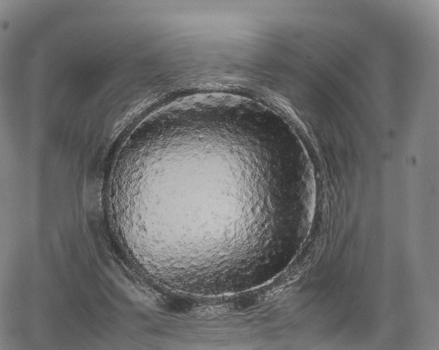 X0000067500299200604101237