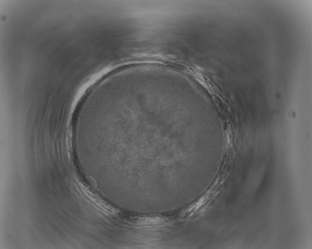 X0000067500342200604101236