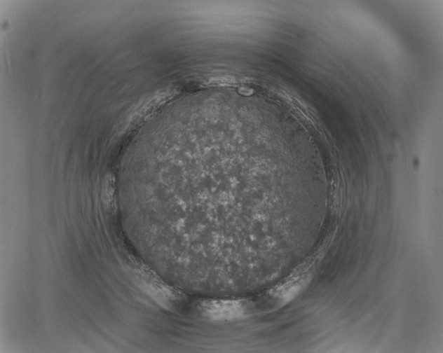 X0000067500361200604101236