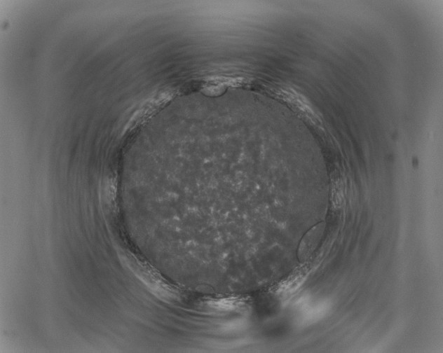 X0000067500365200604101236