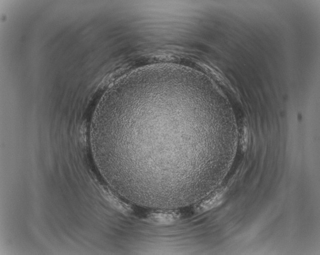 X0000067500466200604101235