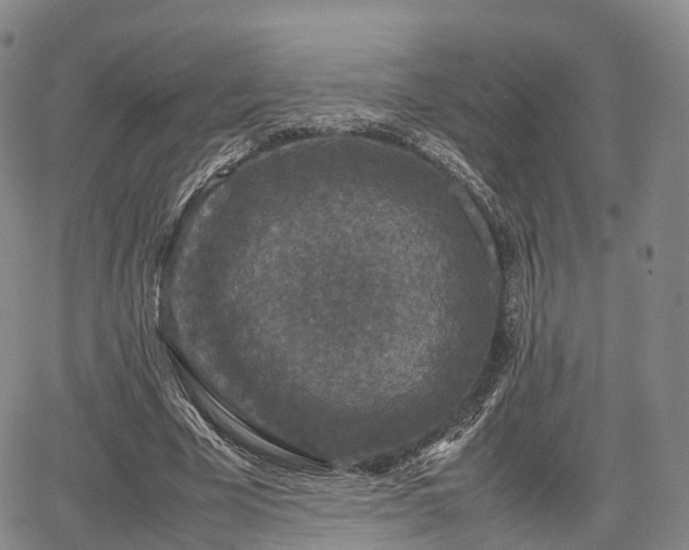 X0000067500585200604101233