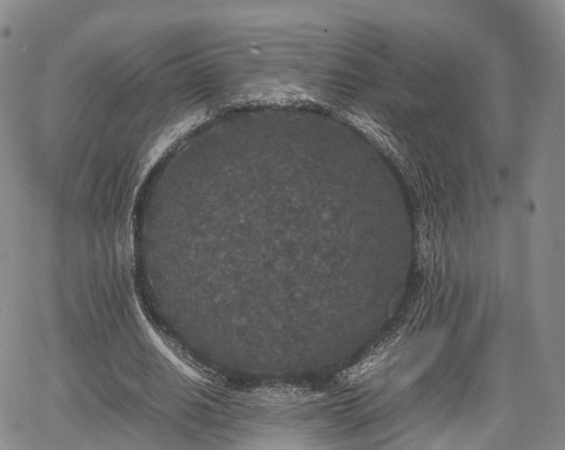 X0000067500630200604101231