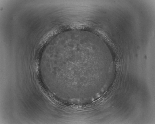 X0000067500687200604101231