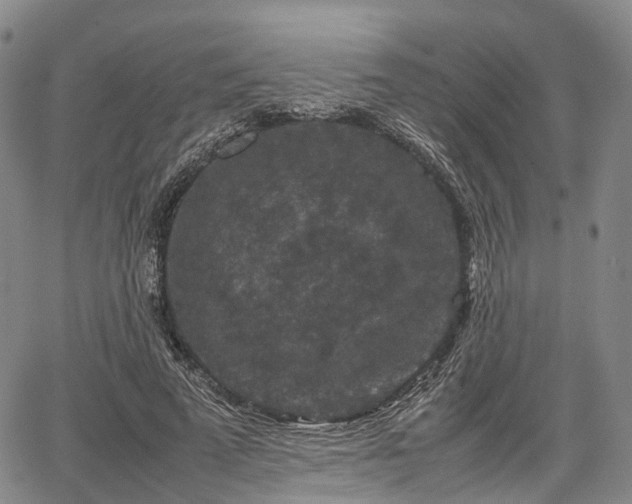 X0000067500689200604101231